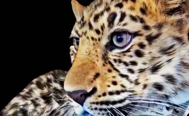 Спасенный леопард Leo 260M обнаружен в Лазовском заповеднике