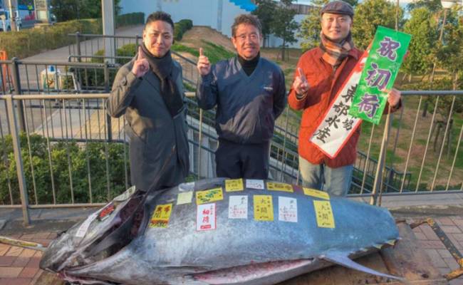Гигантского 238-килограммового тунца продали за 70 миллионов рублей