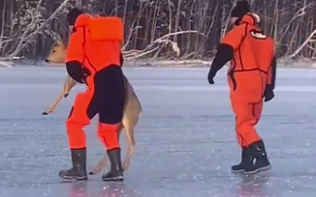 Сотрудники МЧС спасли косулю на водохранилище в Свердловской области