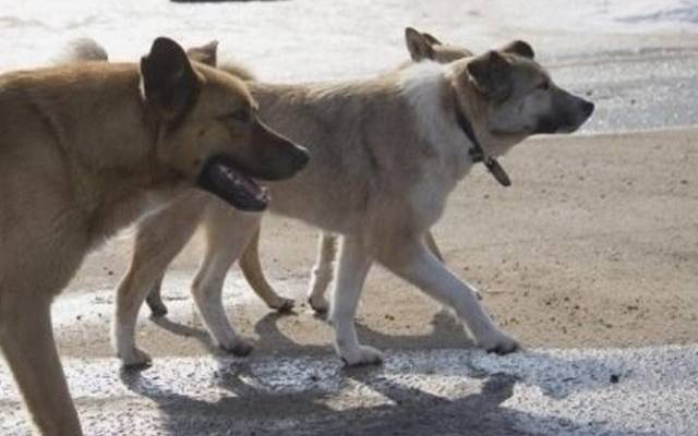 В Минводах массовое отравление собак заинтересовало полицию