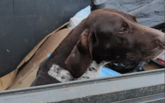 На Кубани нашли изувеченную породистую собаку в мусорном контейнере