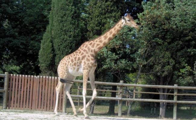 В зоопарке Ростова-на-Дону умерла старейший жираф в Европе Лизонька