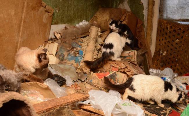 Россиянин 32 года прожил в куче мусора, фекалий и кошачьих скелетов: вывезли пять «Газелей»