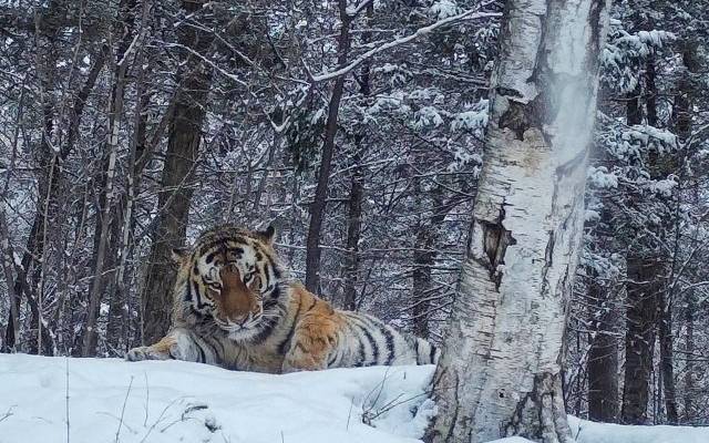 В Приморье отловят нападающего на собак амурского тигра