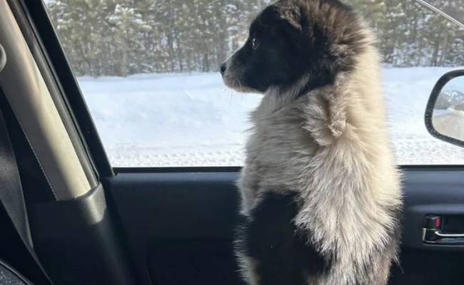 В скандале с массовым убийством животных в Бурятии нашли неожиданного козла отпущения