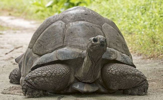 Способных прожить 150 лет гигантских черепах нашли мертвыми в «горячей точке» Великобритании