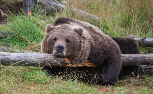 В Норвегии фермеры попросили выдать лицензии на убийство медведей: что случилось