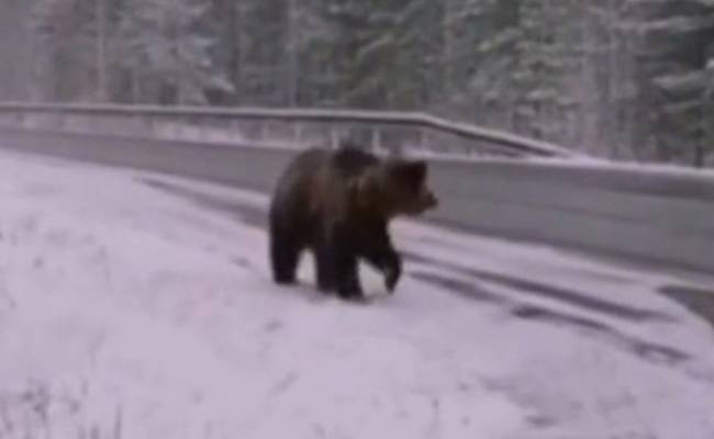 В Подмосковье медведь прогулялся по трассе и попал на видео