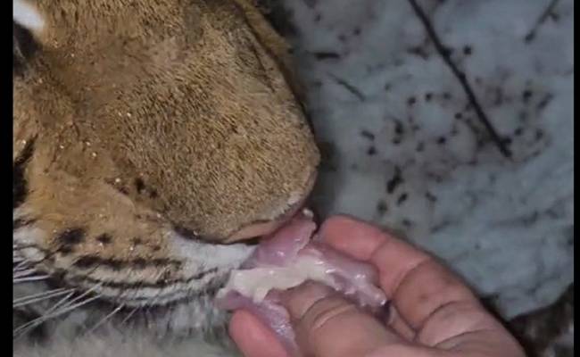 "Русские — с другой планеты": иностранцы в шоке от видео, на котором тигра кормят с рук