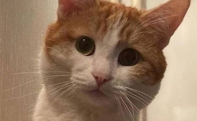 Ветеринар раскрыл, какие ужасы мог пережить на морозе кот Твикс