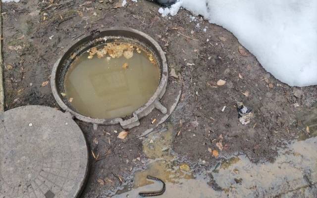 Лабрадор спасен из воды. События в Москве и области к утру 22 января