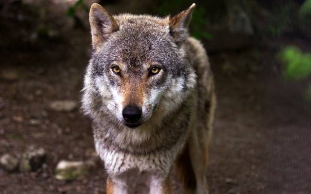 Курганский губернатор заявил о помощи семье погибшей после нападения волка