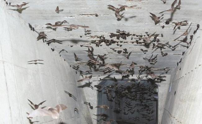 Микробиолог Доронина рассказала, как летучие мыши могут вызвать новую смертельную пандемию