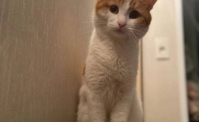 Трагедия кота Твикса получила неожиданный поворот: животное появится в Питере