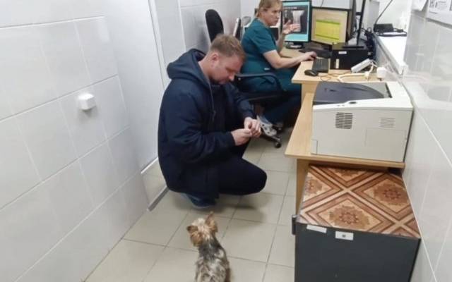 В Петербурге у выжившего в мусоровозе пса выявили проблемы со здоровьем