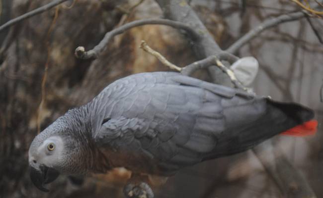 Попугаи-матерщинники в зоопарке научили других птиц обсценной лексике