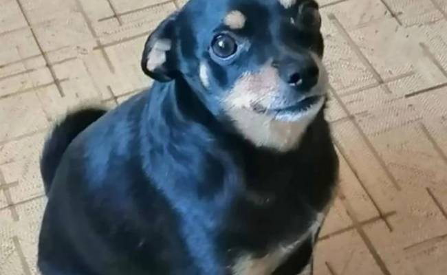 Найден пес Арчи, который пропал из электрички в Подмосковье