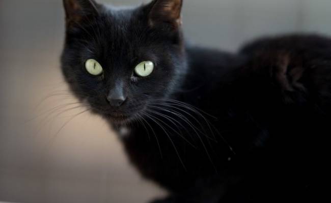 Черный кот вернулся домой спустя 10 лет после исчезновения