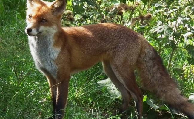 В Краснодарском крае могут разрешить круглогодичную охоту на волков, лис и шакалов