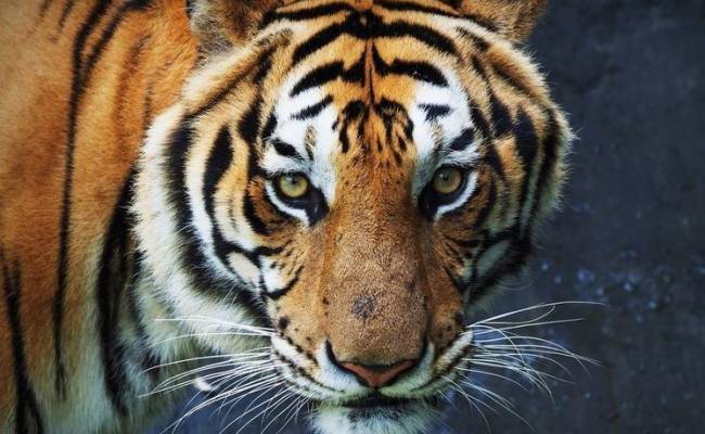 Расчленение амурского тигра в Приморье связали с местью