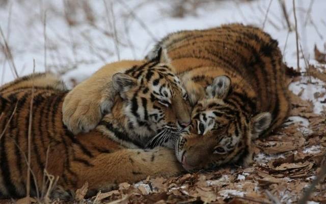 SHOT: в Приморье застрелили и расчленили краснокнижного амурского тигра