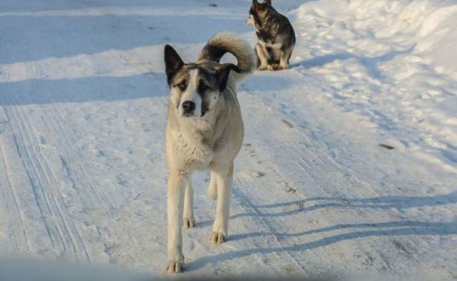 Бродячие собаки затерроризировали жителей российского города