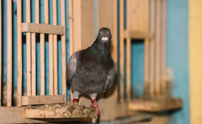 Подозреваемого в шпионаже голубя освободили через восемь месяцев после ареста