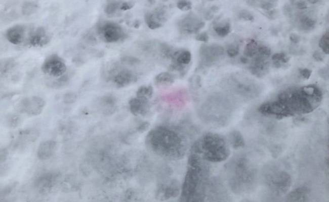 Зоозащитники предупредили о розовых пятнах на снегу: собак травят