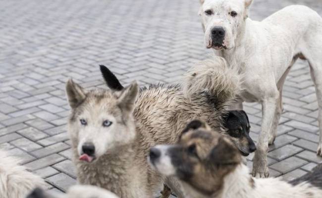 Жители российского города пожаловались на выгуливающего 50 собак одновременно мужчину