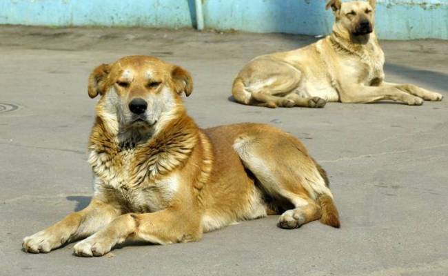 Житель Тверской области выколол глаза бродячей собаке