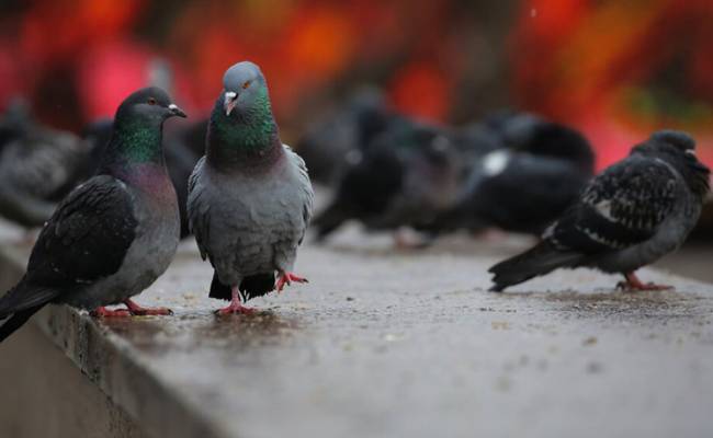Орнитологи рассказали о тайной жизни московских голубей и ворон