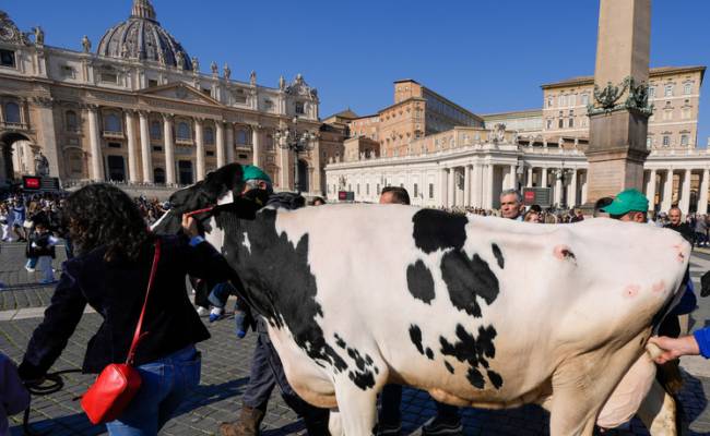 Протестующие итальянские фермеры привели корову на мессу с папой римским