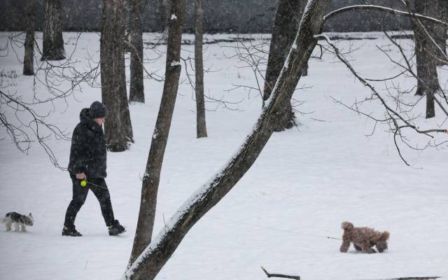 Собак травят? Что случилось в Москве и области к утру 19 февраля