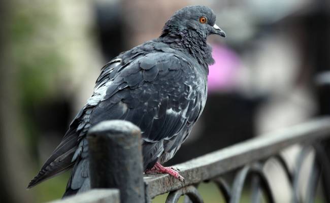 Птичек жалко: общественность Германии вступились за приговоренных к смерти "воздушных крыс"