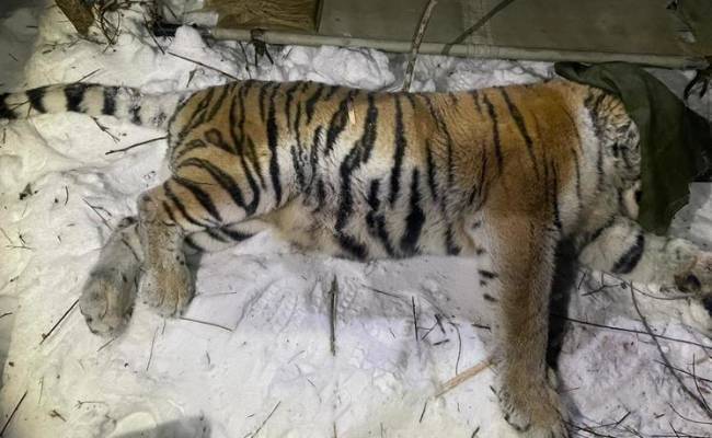 В Ленинградской области займутся лечением тигра, убивавшего собак в Приморье