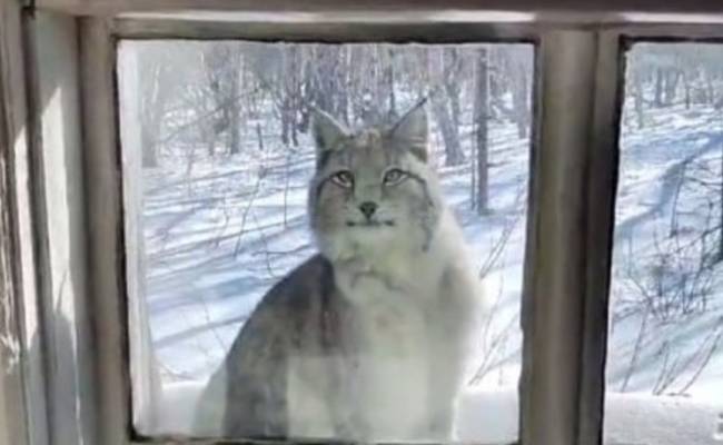На Камчатке дикая рысь «пришла в гости» к инспектору и попала на видео