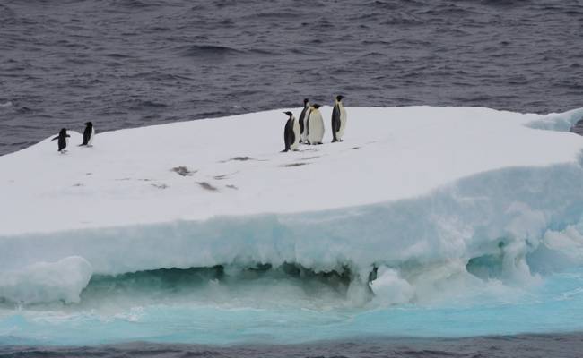 Ускорившееся таяние льда в Антарктиде встревожило ученых: «Резкий критический переход»