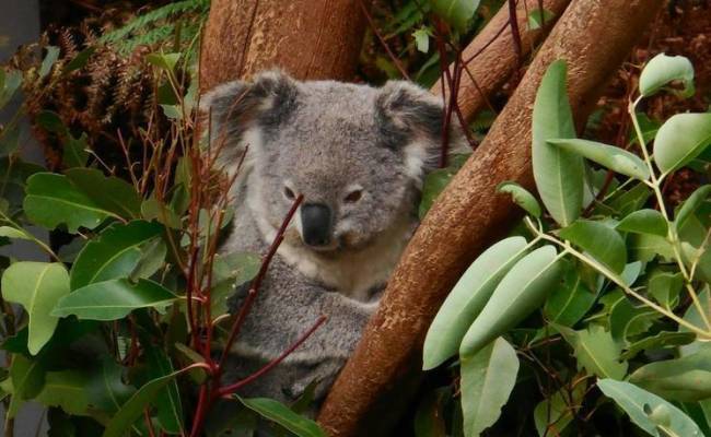 Трогательное видео попало в сеть — коала прощается с мертвым сородичем