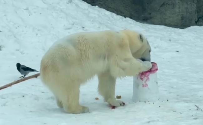 Сладкий и сытный торты: медведица из зоопарка получила необычные подарки