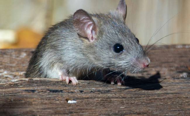 «Убил 116 мышей в своей квартире»: в Сокольниках москвичи пожаловались на грызунов