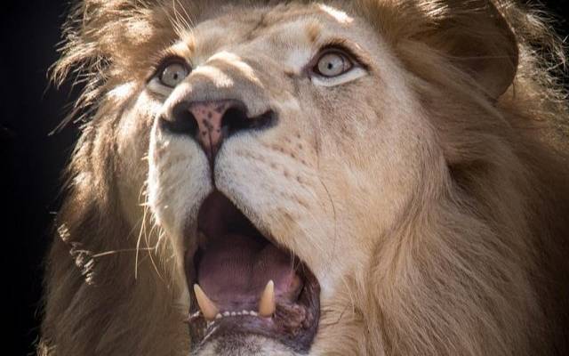 В Саратове живущий в вольере лев напал на 14-летнюю девочку