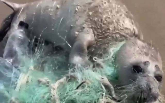 В Дагестане спасли запутавшегося в рыболовных сетях каспийского тюленя
