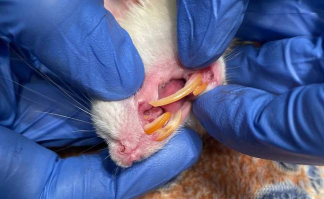 Ветеринары рассказали, как спасли крысу с необычно длинным зубом