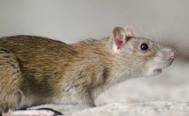 Биолог объяснил нашествие гигантских крыс в столице России