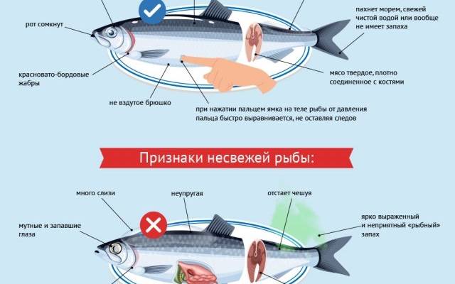 Почему умерли девять человек, поев мясо морской черепахи?