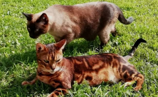 "Не всё коту Масленица": почему нельзя кошек кормить блинами