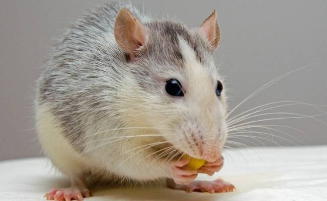 Съевшего живую мышь молодого человека отправили под суд