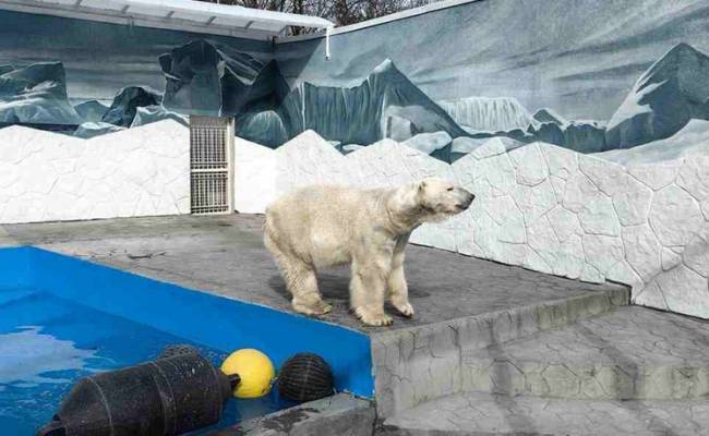 Новый дом Айона: вольер белого медведя из Ростова-на-Дону капитально отремонтирован