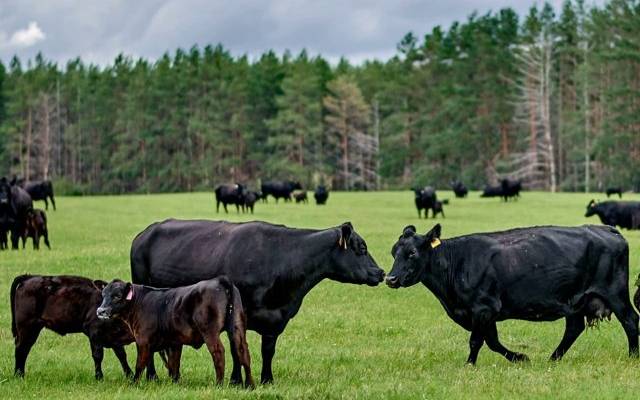 В Великом Новгороде фермера осудят за издевательство над коровами