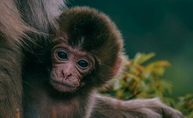 Раскрыта тайна беременности обезьяны, жившей в вольере без самцов
